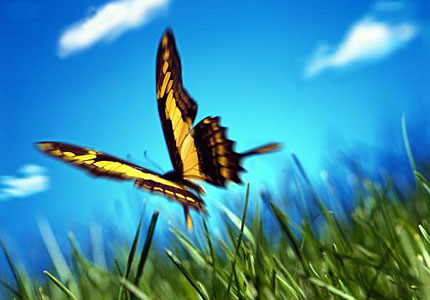 volo di farfalla
