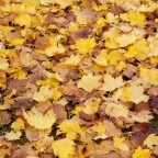 Asfalto d’autunno